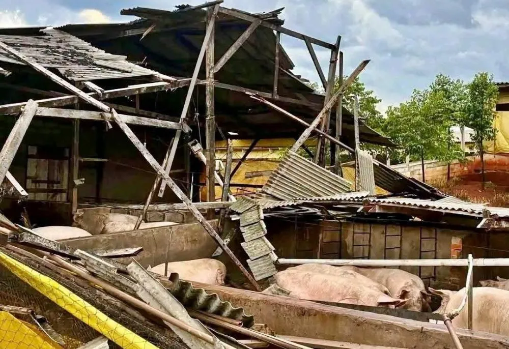 Temporal destrói pavilhão e soterra cerca de 300 porcas no RS